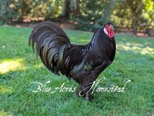  Breda Fowl Hatching Eggs  - Ultra Rare - One Dozen
