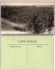 Nefta Oase Palm Grove Landscape Postcard