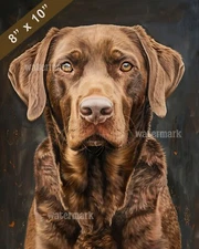 Chesapeake Bay Retriever portrait with sweet big eyes 8x10 Print