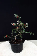 Cotoneaster glauca   prebonsai tree 5 to 6" pot  white flower, orange berry