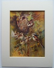 ROLAND GREEN - LONG TAILED TIT BIRDS & YOUNG 1948 - 8X10 - MATTED READY TO FRAME