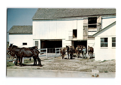 Amish Country, Mule Team at Work, Postcard
