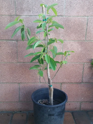 Atemoya Fruit Tree - Thumbnail 2