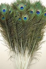 25 Pcs Natural Peacock Feathers 25"-40" 30"-35"