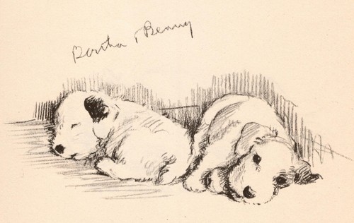 Sealyham Terrier "Siblings" - 1937 Lucy Dawson Vintage Dog Art Print