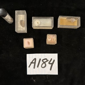 Florida Seashell Collection Tiny Shells See Pics For Data (A184)