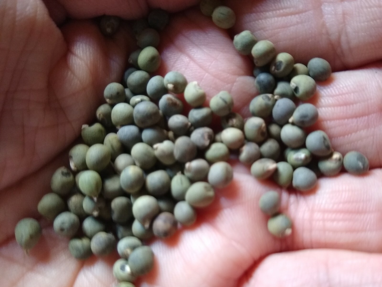 * RARE ORGANICALLY GROWN LOUISIANA LONGHORN COWHORN OKRA SEEDS 40 + SEEDS !** eBay