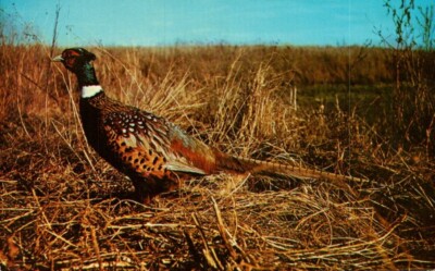 Postcard - Ringneck Pheasant, South Dakota State Bird 3083