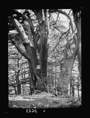 Photo:Cedar grove. Cedars of Lebanon. A couple of the great trunks