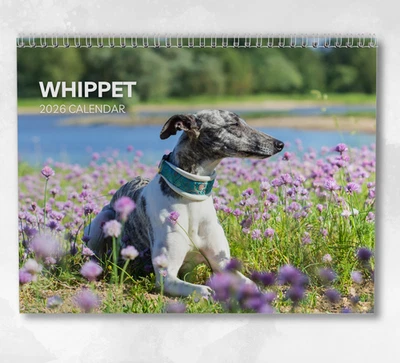 BOYCE PUBLISHING Whippet Calendar 2026: Monthly Wall Calendar with Notes, opens to A3 Size