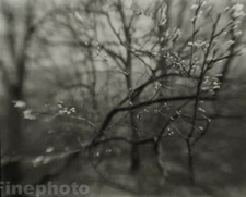 1968/78 Vintage JOSEF SUDEK Surreal Wood Branch Bud Tree Photo Gravure On 11x14