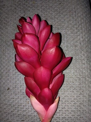 Ginger lily stem. Silk arrangements tropical Hawaiian flowers CRANBERRY 