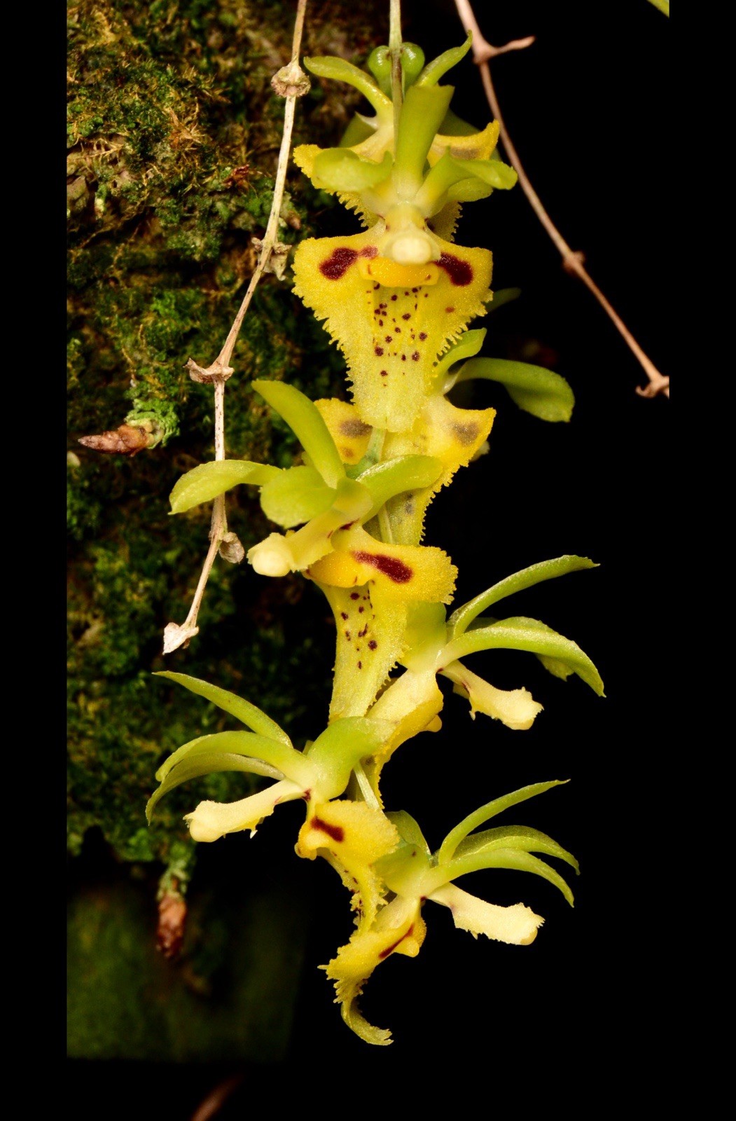 Orchid Species Chytroglossa marileoniae