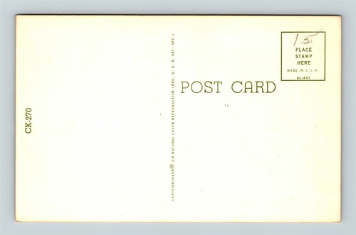 Postcard Mare And Colt Horses c1950s AI3 - Picture 2 of 2
