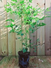 LIVE PLANT 3ft Eucalyptus Grandis - Rose Gum - Flooded Gum