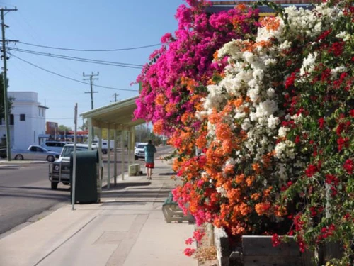 3 Plants | Larger Bougainvillea Assorted Pack Mixed Plants | Climbers - Picture 9 of 12