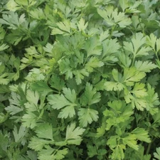PARSLEY 15 FRESH HERB SEEDS FREE USA SHIPPING