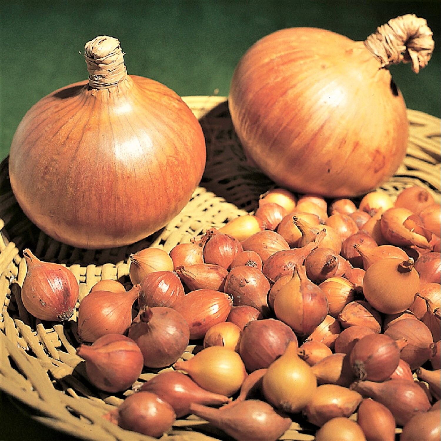 Spring Planting Onion Sets/ Stuttgarter/ Sturon/Red Baron/Hercules