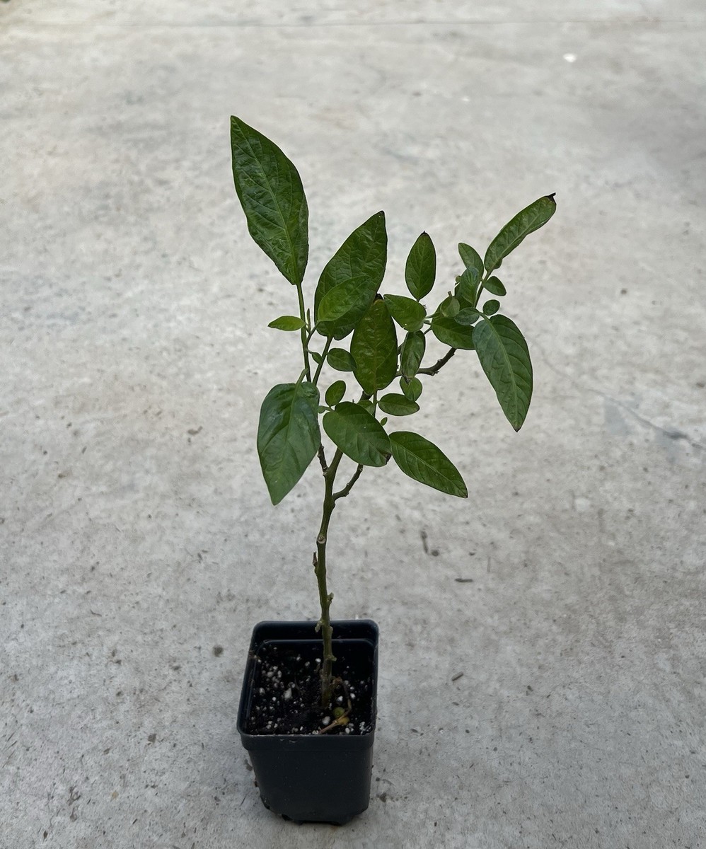 Ginseng Fruit Plant 8” Golden Pepino Melon Plant Sweet Ready To
