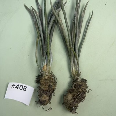 2pcs 3.5cm+ Rare Astrophytum caput-medusae Random sale