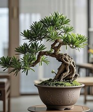 Japanese Buddhist Pine Bonsai Tree (2years)