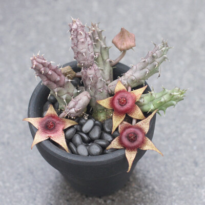Huernia tanganyikensis Succulent potted Home Garden decoration Plants