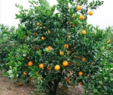 Honey Sweet Orange Tree 28 Seeds