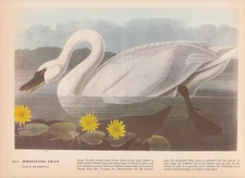 Audubon 1942 Vintage Birds #411 "Whistling SWAN" Full Color Art Plate Lithograph
