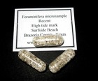 Gulf of Mexico shell sand microfossils Texas foraminifera molluscs many choices