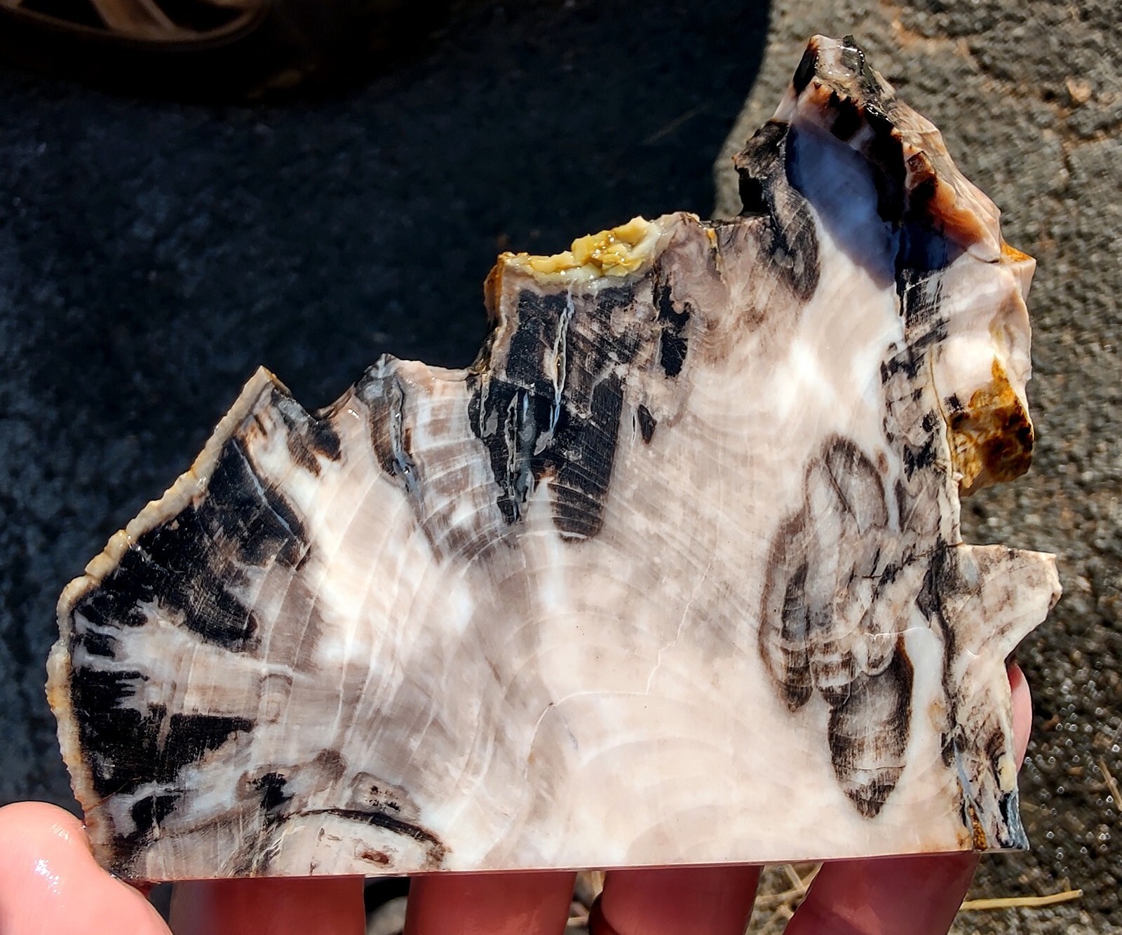 rawk11 Rare GABBS Petrified OPAL Wood slabCool PatternsVintage