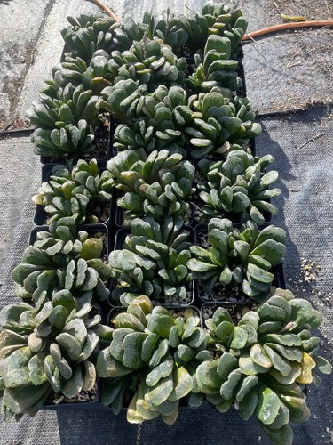 Haworthia maughanii x truncata Grown In 3.5" Pot HUGE! Lots of pups! - Picture 4 of 6