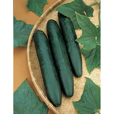 Cucumber seeds 50 bee-pollinated cucumber Drought-resistant,heirloom seeds -888