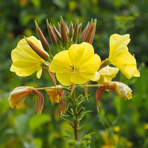 1 Oz Evening Primrose Wildflower Seeds - Everwilde Farms Mylar Seed Packet - Picture 3 of 3