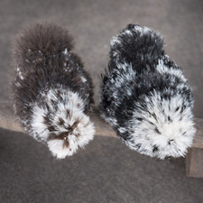 Silkie Hatching Eggs   Chocolate  Black Mottled Lines   12 Fertile Eggs