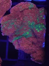 [WYSIWYG] WWC Sunfire Grafted Monti Cap Frag #1 Easy Montipora SPS Live Coral