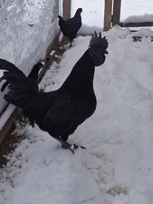 6 Pure Black Ayam Cemani Chicken  Fertile Hatching Eggs NPIP/AI clean