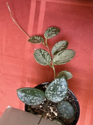 hoya mathilde Super Splash Plant