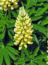 LUPINE, GOLDEN YELLOW, 20+ SEEDS, BEAUTIFUL GOLDEN FLOWERS, SEEDS