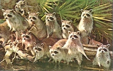 Vintage Postcard, Congo Belle Adventure Cruise Raccoons, Weeki Wachee, FL., used