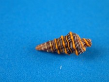 Latirus noumeensis, Great Bright Color Pattern, 10.3mm, Hawaii Shell G110