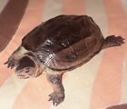 Notched Turtles, Reeve Turtle, Snapping Turtle - 4 Varieties - Realistic Pvc