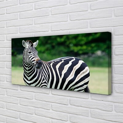 Tulup Leinwandbild 120x60 Wandkunst Zebra-Box