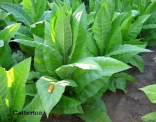 1000 Catterton Tobacco Seeds ~ Heirloom Nicotiana Tabacum ~ Air Cure Variety