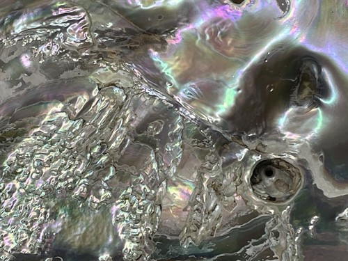 Große 8,25" natürliche Abalone Schale - Bild 9 von 19