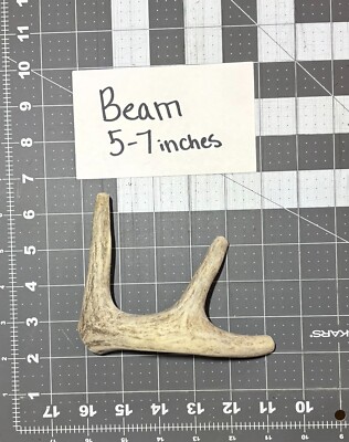Medium Deer Antler Dog Chews, various sizes for all dogs! **Big_Buck_Bites_LLC**
