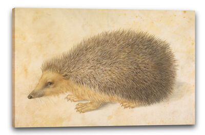 Kunstdruck Hans Hoffmann - Ein Igel (Erinaceus roumanicus)