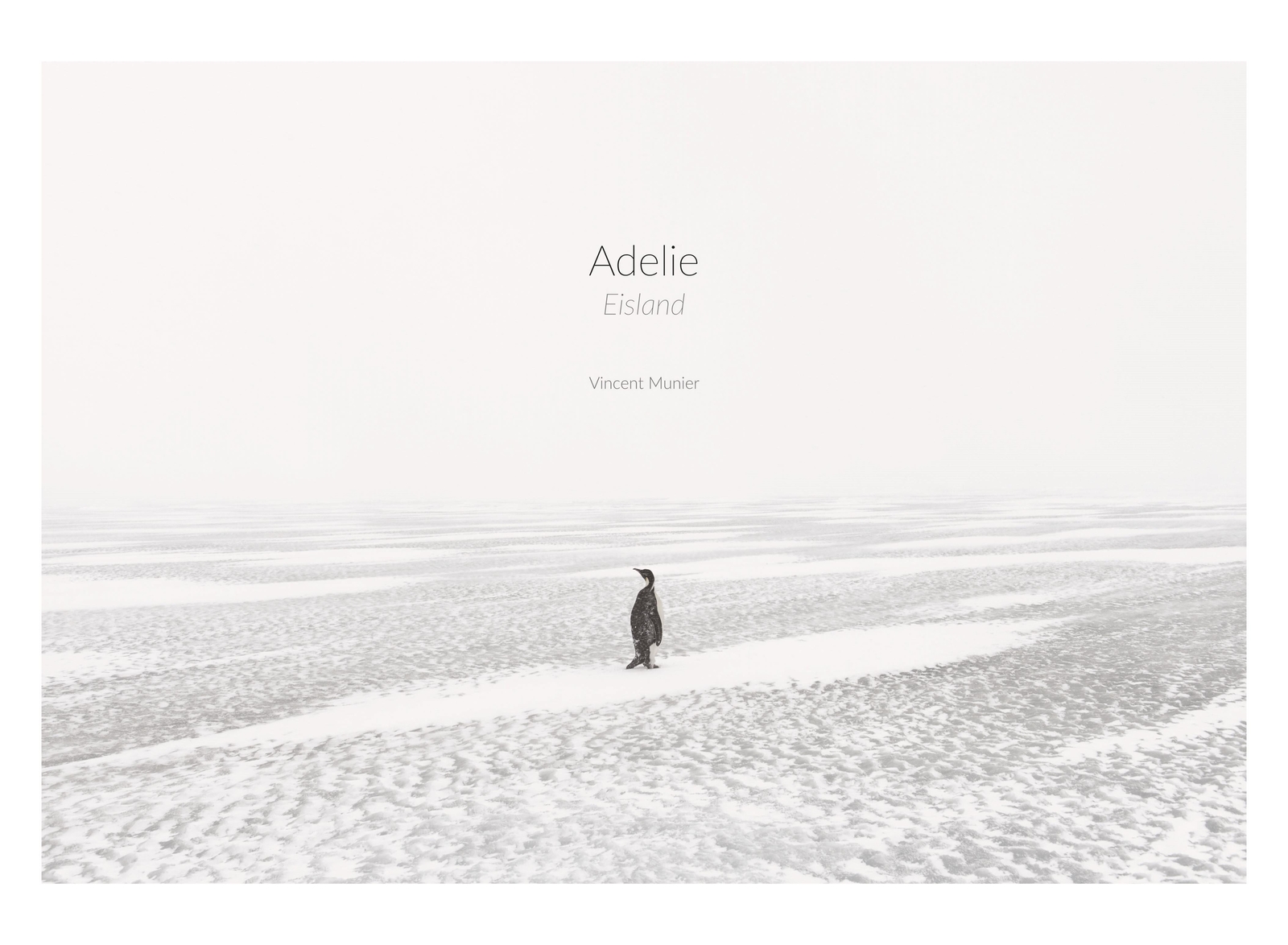 Thumbnail - Vincent Munier Adelie: Eismeer - Eisland