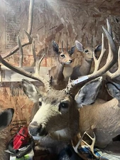 mule deer shoulder mount taxidermy