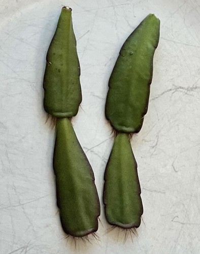 HATIORA RHIPSALIDOPSIS ROSEA SPRING EASTER CACTUS 2 PCS CUTTINGS SUCCULENTS 3-46 - Picture 12 of 16