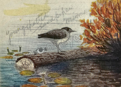 Sandpiper with Lily-Pads Bird Print Art DIGITAL DOWNLOAD Print - Home Wall Décor